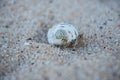 A hermit crab on the beach Royalty Free Stock Photo