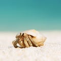 Hermit crab at beach Royalty Free Stock Photo