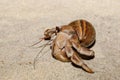 Hermit crab on beach in snail shell Madagascar