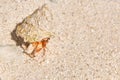 Hermit crab on the beach of a tropical island. Royalty Free Stock Photo