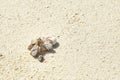 Hermit crab on the beach of a tropical island. Royalty Free Stock Photo