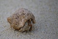 Hermit crab on the beach of Ukulhas, Maldives Royalty Free Stock Photo