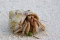 Hermit crab on the beach of Ukulhas, Maldives Royalty Free Stock Photo