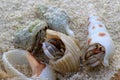 Hermit crab on the beach of Ukulhas, Maldives Royalty Free Stock Photo