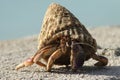 Hermit Crab - Bonaire