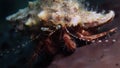 Hermit Crab on brown sponge underwater scene