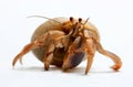Hermit Crab from Caribbean Sea Royalty Free Stock Photo