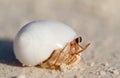 Hermit Crab Royalty Free Stock Photo