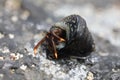 Hermit Crab - Clibanarius aequabilis Royalty Free Stock Photo