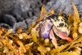 Hermit Crab Royalty Free Stock Photo