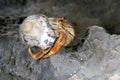 Hermit Crab Royalty Free Stock Photo