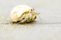 Hermit Crab Close Up Royalty Free Stock Photo