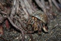 Hermit Crab on the coast of exotic Costarica Royalty Free Stock Photo