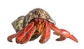 Hermit crab - Coenobita perlatus Royalty Free Stock Photo