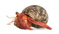 Hermit crab - Coenobita perlatus Royalty Free Stock Photo