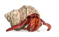 Hermit crab - Coenobita perlatus Royalty Free Stock Photo