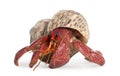 Hermit crab - Coenobita perlatus Royalty Free Stock Photo