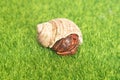 hermit crab - Coenobita perlatus in front of a grass background Royalty Free Stock Photo