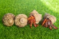 hermit crab - Coenobita perlatus in front of a grass background Royalty Free Stock Photo