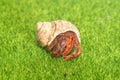 hermit crab - Coenobita perlatus in front of a grass background Royalty Free Stock Photo