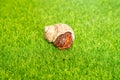 hermit crab - Coenobita perlatus in front of a grass background Royalty Free Stock Photo