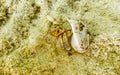 Hermit crab crabs crawling on beach sand Rasdhoo island Maldives