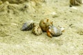 Hermit crab crabs crawling on beach sand Rasdhoo island Maldives