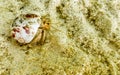 Hermit crab crabs crawling on beach sand Rasdhoo island Maldives
