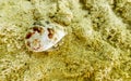 Hermit crab crabs crawling on beach sand Rasdhoo island Maldives