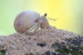 A hermit crab crawling on the white sand by the beach. Royalty Free Stock Photo
