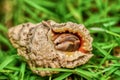 A hermit crab curled up in its shell for protection. Royalty Free Stock Photo