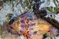 A hermit crab Dardanus sp. has a symbiotic relationship with anemones Calliactis polypus