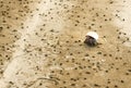 Hermit crab and detritus balls on beach