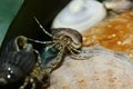 Hermit crab (Diogenes pugilator) Royalty Free Stock Photo