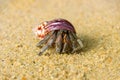 Hermit crab, Diogenes sp. Hermit or diogenes crab in a beautiful gastropod shell