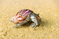 Hermit crab, Diogenes sp. Hermit or diogenes crab in a beautiful gastropod shell Royalty Free Stock Photo