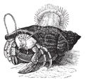 Hermit crab dragging Sea anemones, vintage engraving