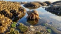 Hermit crab emerges from shell in shallow tidal pool with barnacles and anemone Royalty Free Stock Photo
