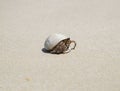 Hermit crab Royalty Free Stock Photo
