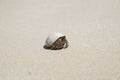 Hermit crab ensconce on beach Royalty Free Stock Photo