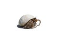 Hermit crab ensconce on white background Royalty Free Stock Photo