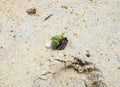 Hermit crab ensconce on white sand Royalty Free Stock Photo