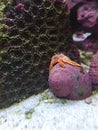 Hermit crab exoskeleton