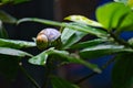 Hermit crab in gastropod shell. Royalty Free Stock Photo