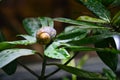 Hermit crab in gastropod shell. Royalty Free Stock Photo