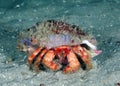 The star-eyed hermit crab has pupils that look like starbursts upon close inspection
