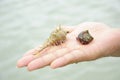 Hermit crab on hand Royalty Free Stock Photo