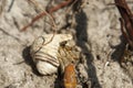 A hermit crab hides in a shell on a sandy shore. Small crustaceans.