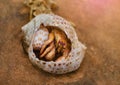 Hermit crab hiding in a broken seashell lying on the sand