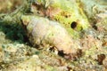 Hermit crab hiding in shell on bottom of sea Royalty Free Stock Photo